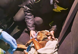 Maniobras de la Policía Local para reanimar al perro