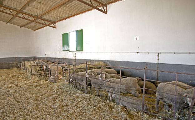 Diputación saca a licitación 180 cabezas de oveja Merino Precoz, en apoyo a las ganaderías de la provincia con esta raza autóctona