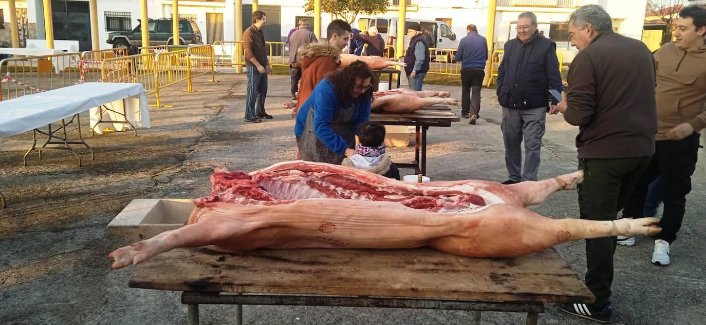 Barquilla de Pinares celebra su tradicional matanza anual