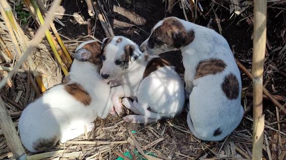Se encuentran unos perros de pocos meses en las inmediaciones del arroyo Palancoso