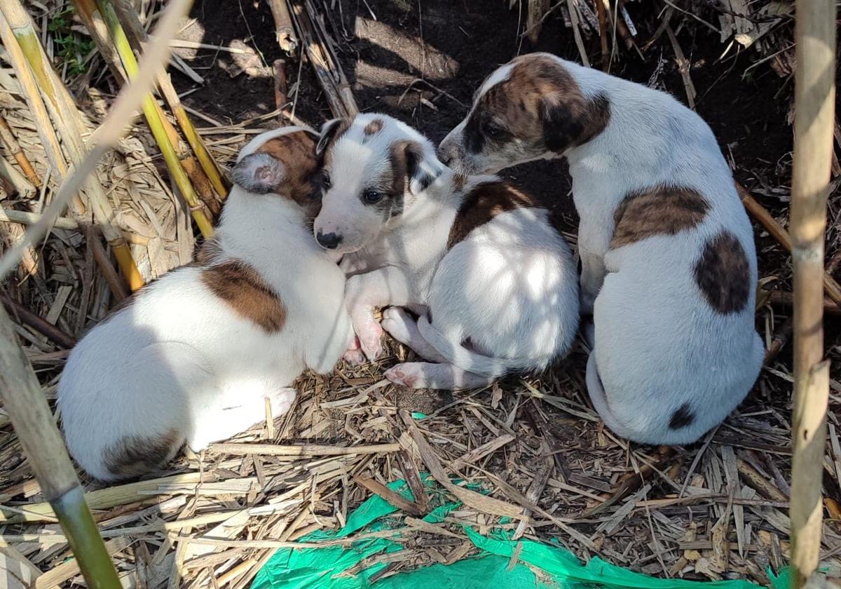 Se encuentran unos perros de pocos meses en las inmediaciones del arroyo Palancoso