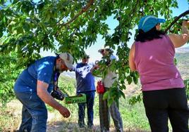 La campaña de cerezas del Jerte necesita personal