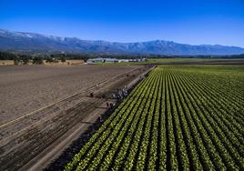 Explotación tabaquera en el valle del Tiétar
