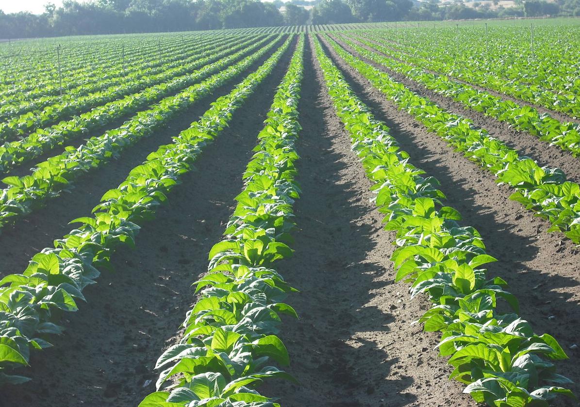 El nuevo plan de tabaquismo pone en jaque al cultivo de tabaco extremeño