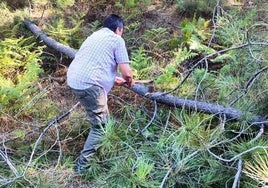 Un pino cae en la carretera que cruza el pinar