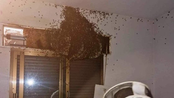 La Policía Local retira una colmena de gran tamaño del interior de una vivienda