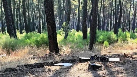 El Ayuntamiento y la Policía Local hacen un llamamiento para proteger el pinar