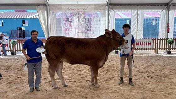 La ganadería Hermanos Ruano obtiene varios premios en el Concurso Nacional de Salamanca