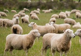 En marcha la campaña de la vacuna contra la lengua azul
