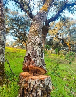 La policía detecta cortes ilegales en la dehesa
