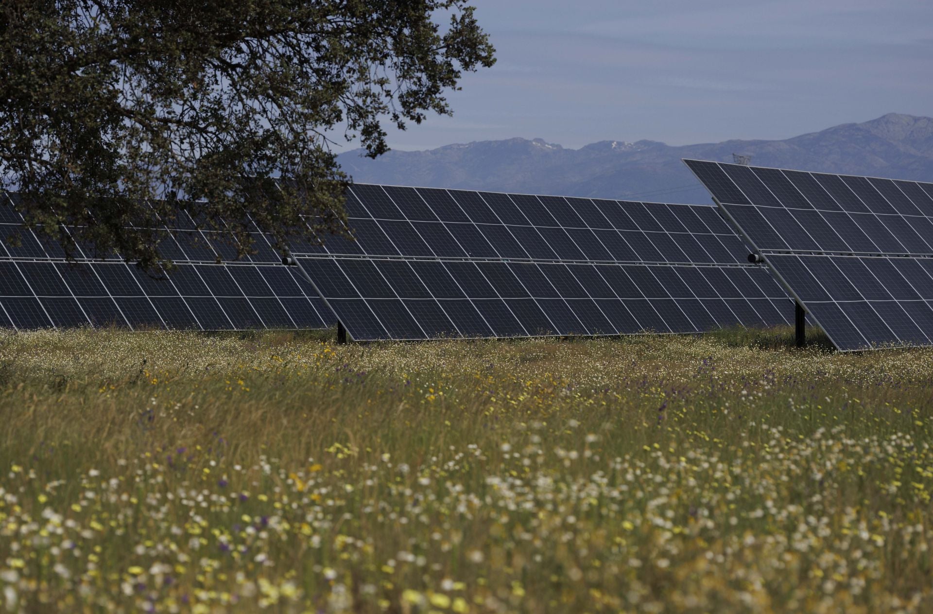 Los paneles rodeados de vegetación