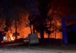 Llamas, de nuevo, en el pinar de Talayuela