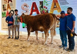 Los ganaderos talayuelanos en Salamanca