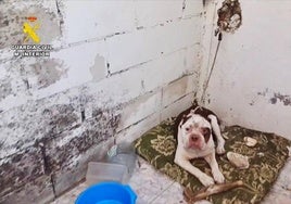 Abandonado y herido en un patio