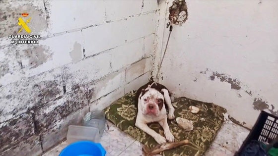 Investigado por maltrato animal un vecino que tenía a un perro en estado de abandono