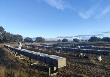 La compañía Statkraft crea 'La granja de las abejas'