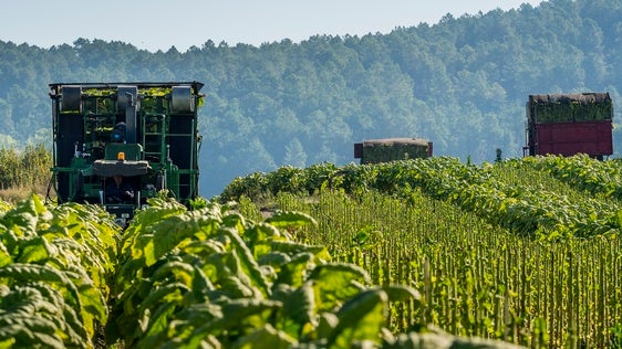 Cetarsa compra más del 70% del tabaco que se cultiva en España
