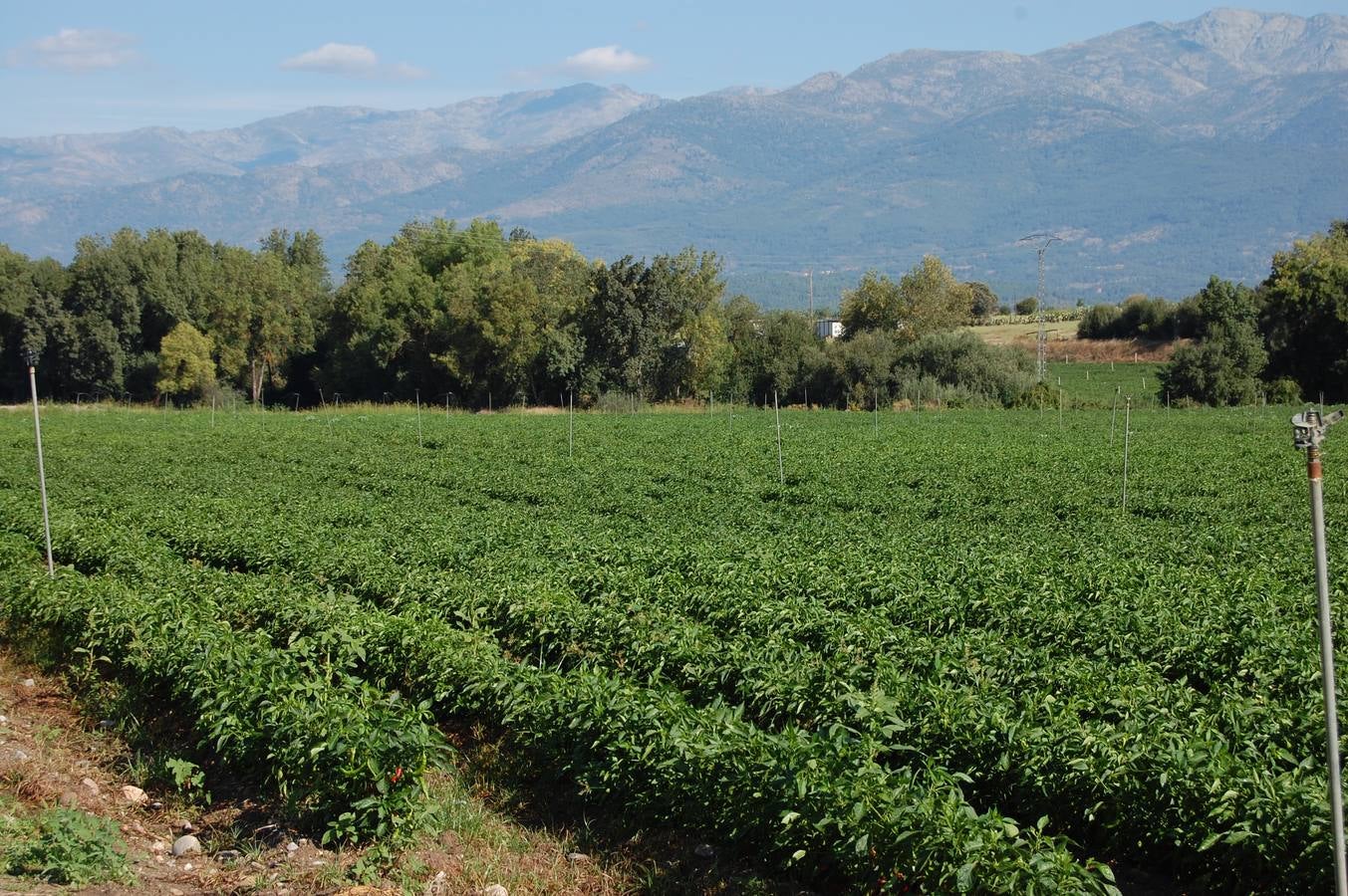 UPA-UCE critica la caída de los incentivos agroindustriales en los presupuestos