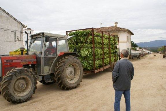 Vehículo agrícola en una finca de tabaco