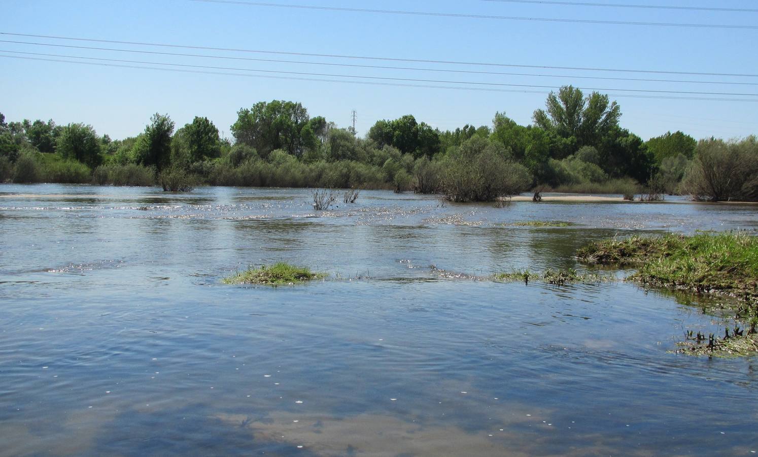 El río Tiétar se desborda y anega tierras de regadío