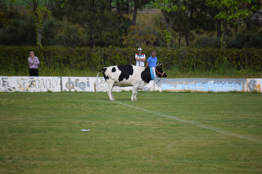 La Escuela de Fútbol de Talayuela emite un comunicado para agradecer la participación en el concurso "La KK de la vaca"