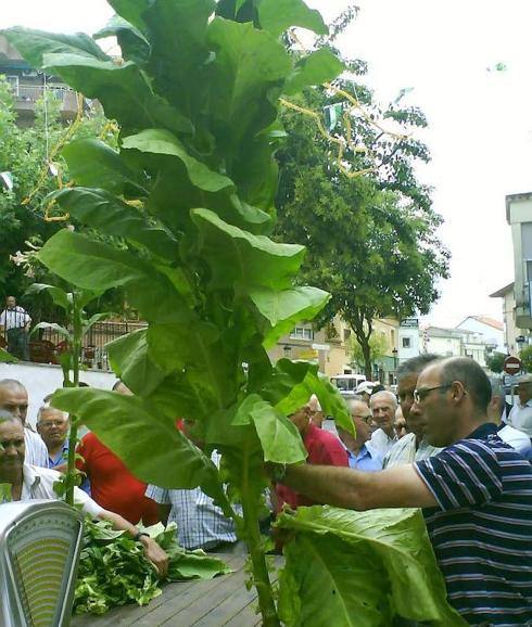 Concurso del tabaco y pimiento en las Ferias y Fiestas del 2013.Concurso del tabaco y pimiento en las Ferias y Fiestas del 2013 
