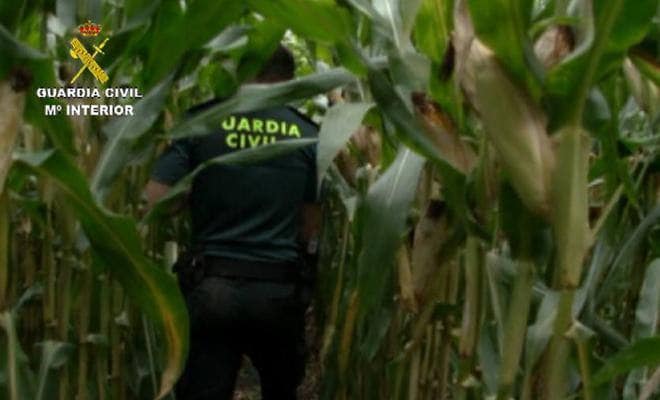 Aprehenden más de 600 plantas de marihuana en la provincia de Cáceres