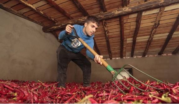 Jaime Sánchez mueve los pimientos en la parte superior del secadero, un proceso que se realiza cada dos días 