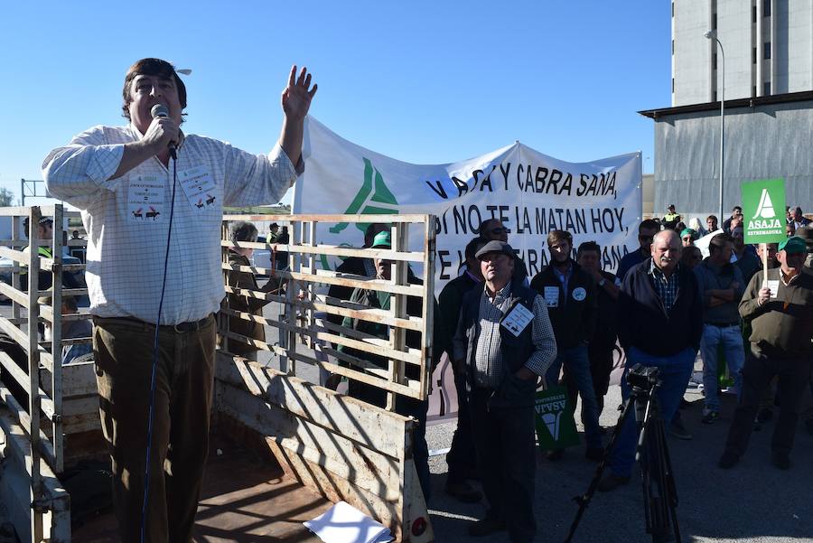 Unos mil ganaderos han protestado en la XXXIII Feria Agroganadera de Trujillo por la incidencia de la tuberculosis bovina 