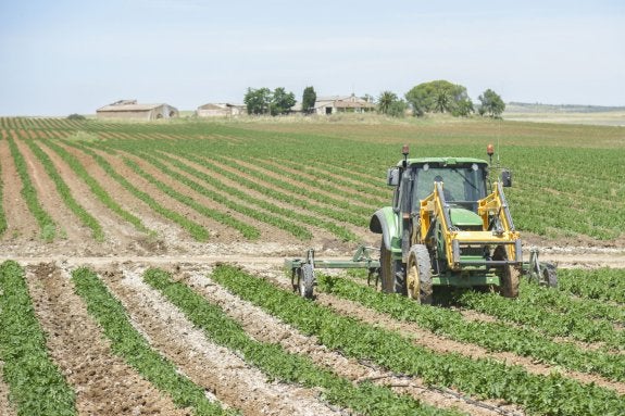 Un agricultor prepara su tierra con un tractor. 