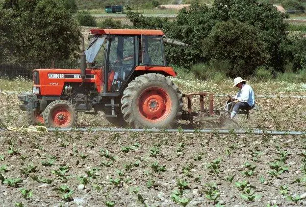 Campo de cultivo de tabaco en la zona de Campo Arañuelo 