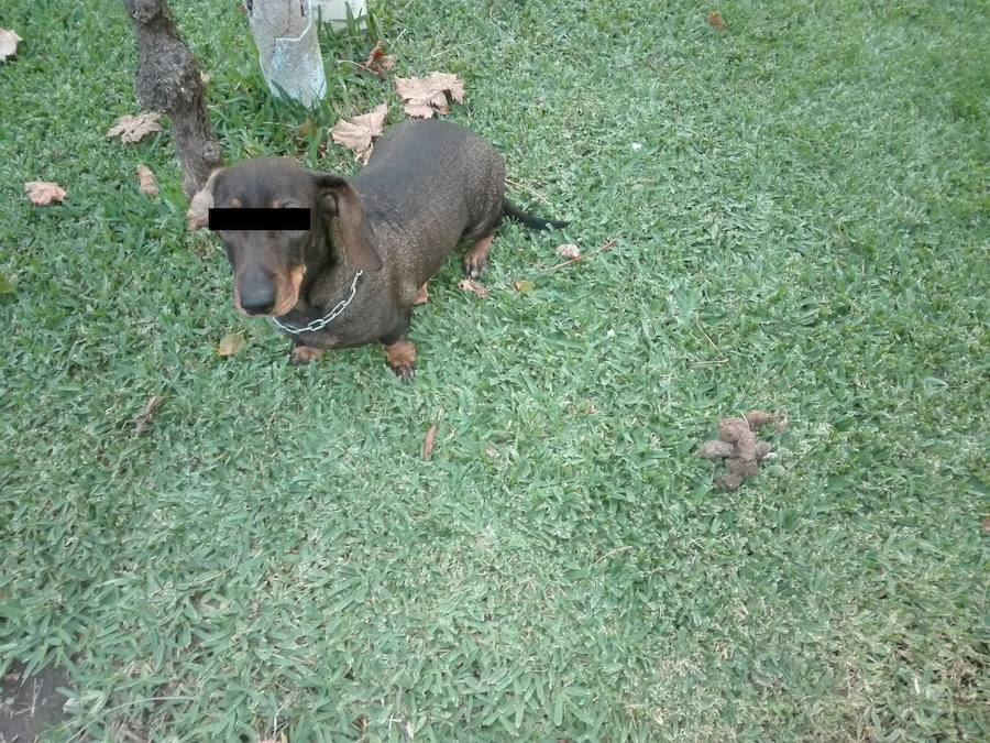 Campaña contra las cacas de perro en Talayuela