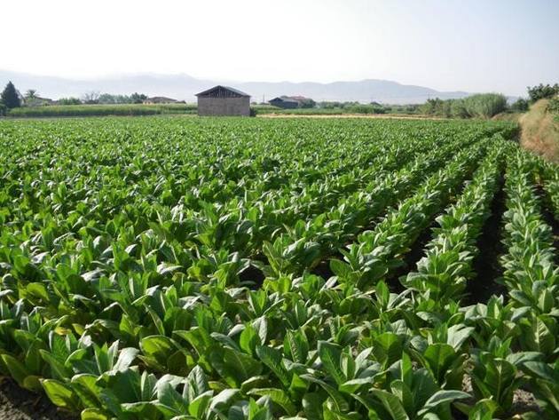 “El contrabando de hoja perjudica el buen prestigio del tabaco extremeño”