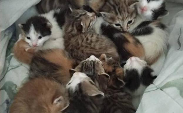 Los gatos abandonados HOY