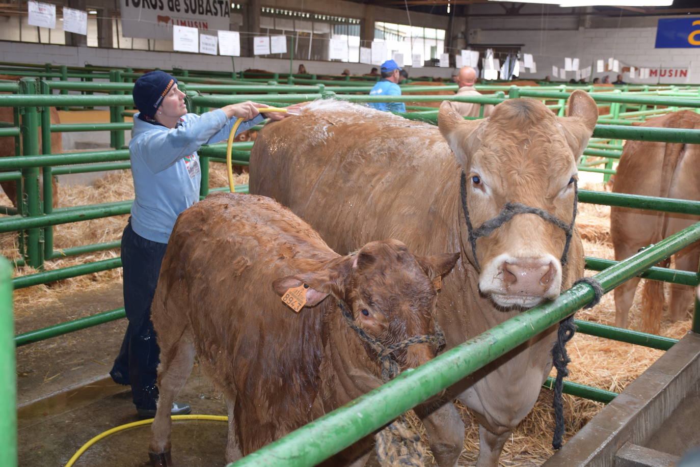 Presencia de ganado en la feria Agroganadera