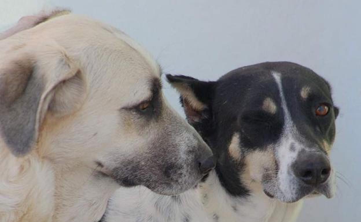 Perros rcogidos por la protectora de animales 