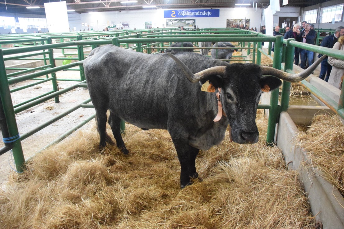 Fotos: ¿Estuviste en la Feria Agroganadera?