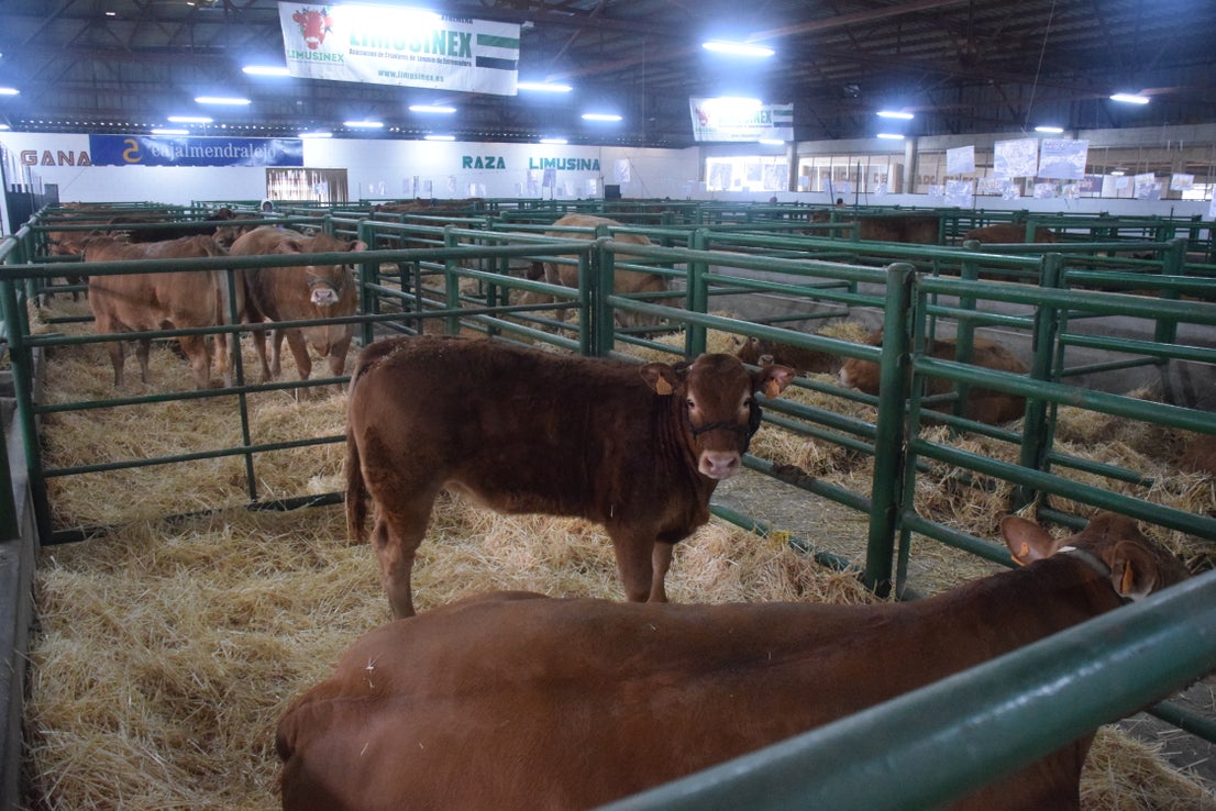 Fotos: ¿Estuviste en la Feria Agroganadera?