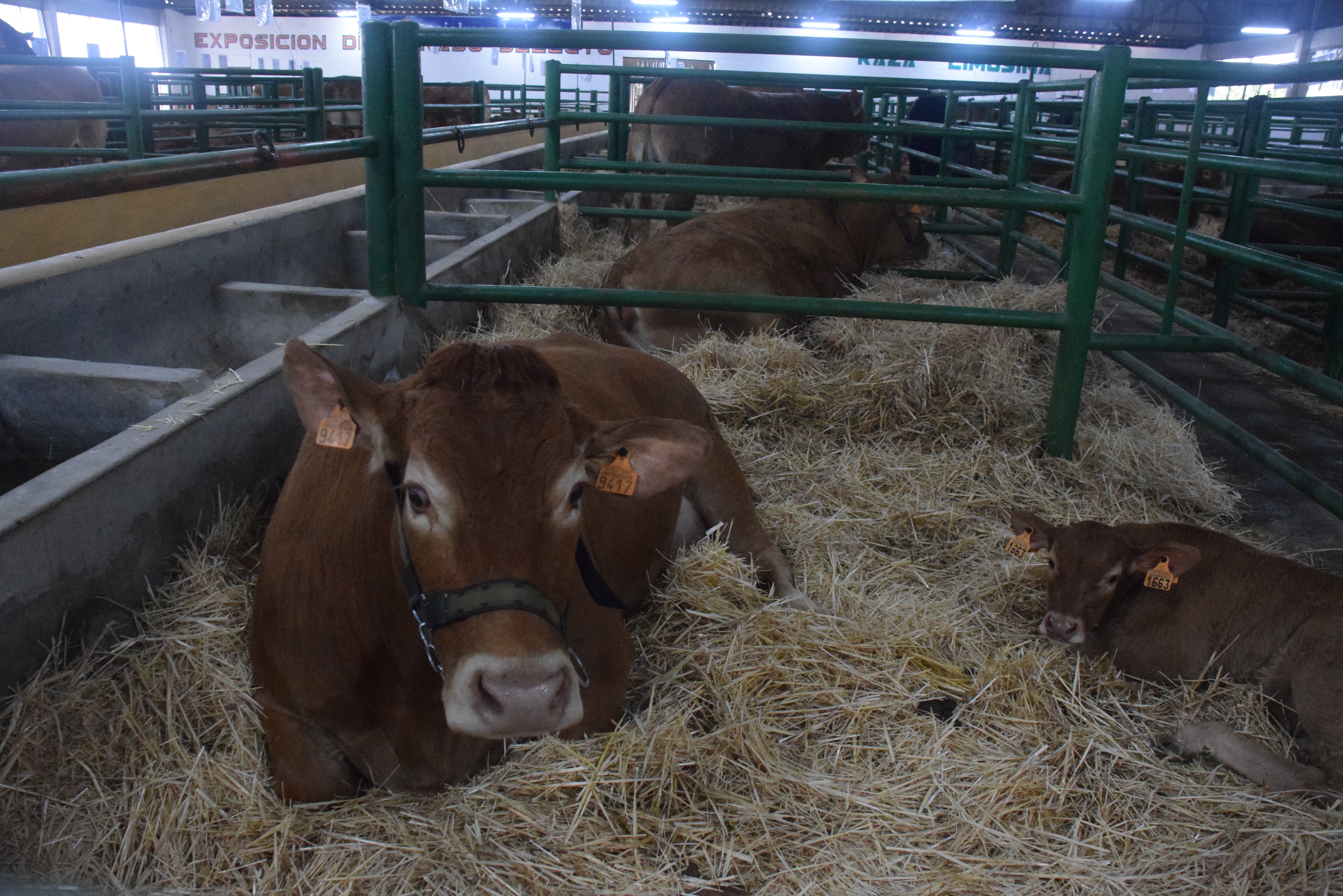 Fotos: ¿Estuviste en la Feria Agroganadera?