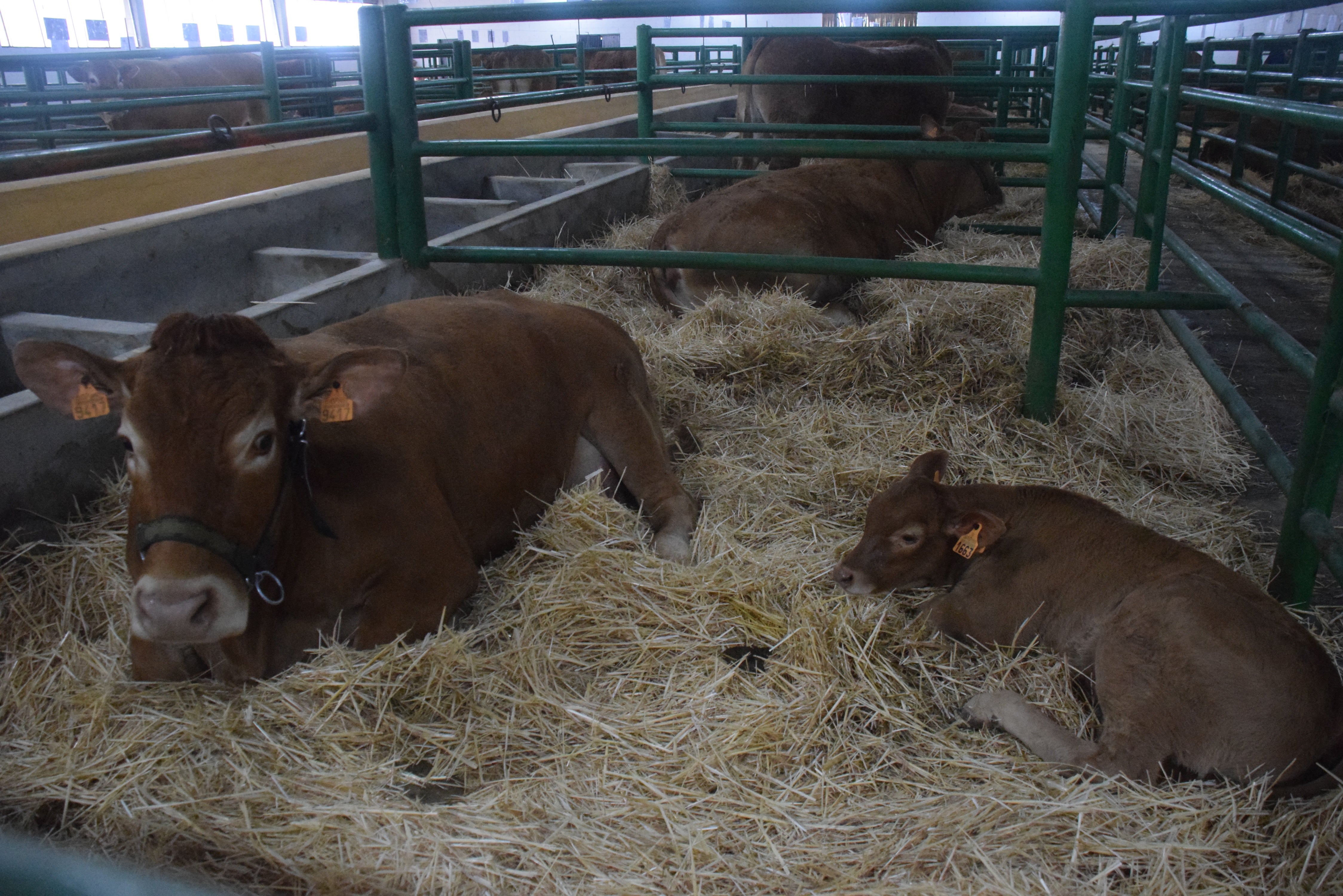 Fotos: ¿Estuviste en la Feria Agroganadera?