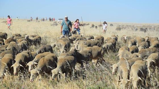 Un trashumante camino a tierras leonesas