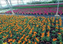 El Ayuntamiento ya puede solicitar plantas a la Diputación de Cáceres