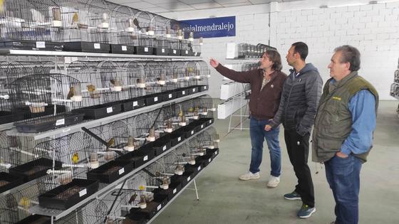 La variedad de canarios del campeonato regional se puede visitar desde este jueves