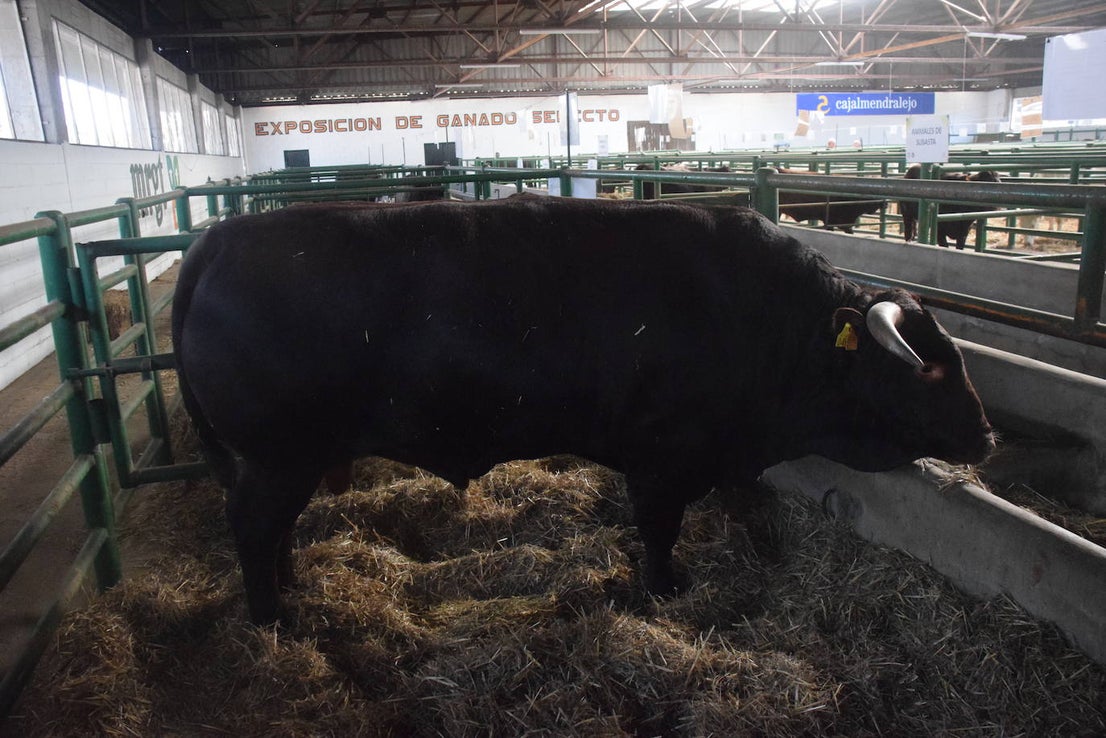 ¿Estuviste en la XXXIX edición de la Feria Agroganadera?