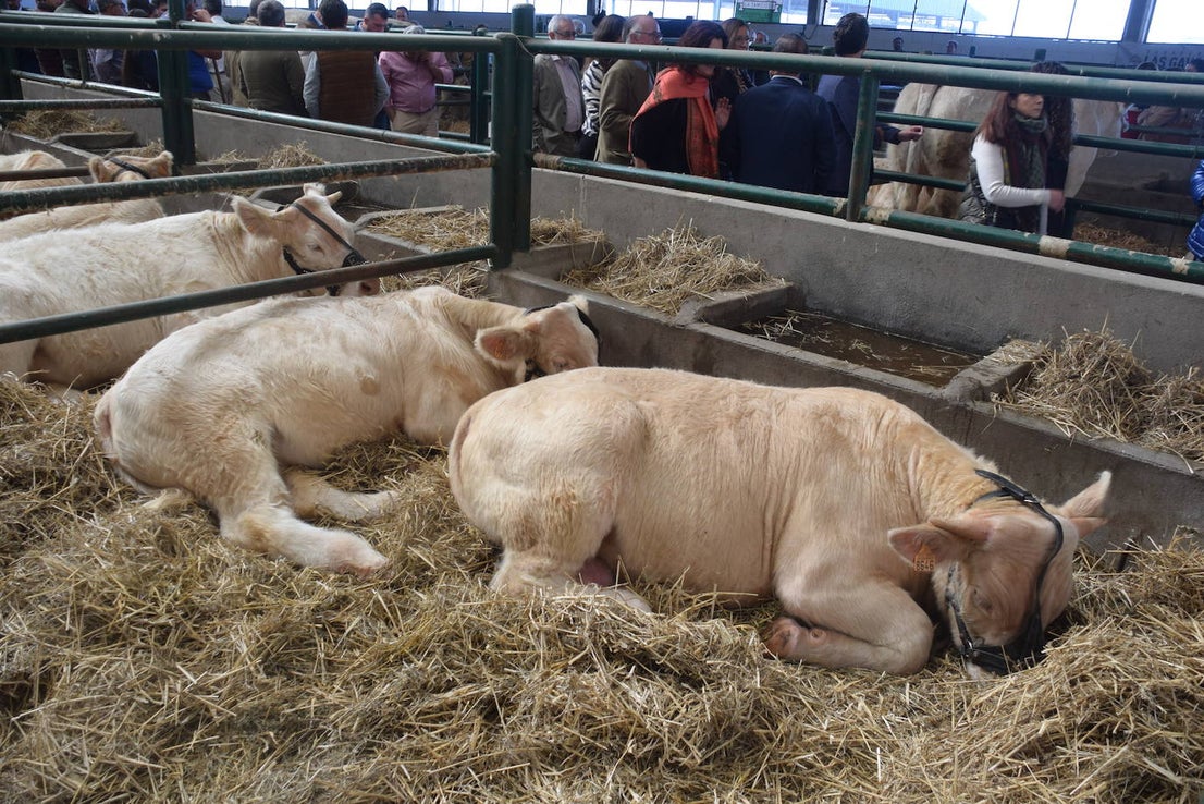 ¿Estuviste en la XXXIX edición de la Feria Agroganadera?