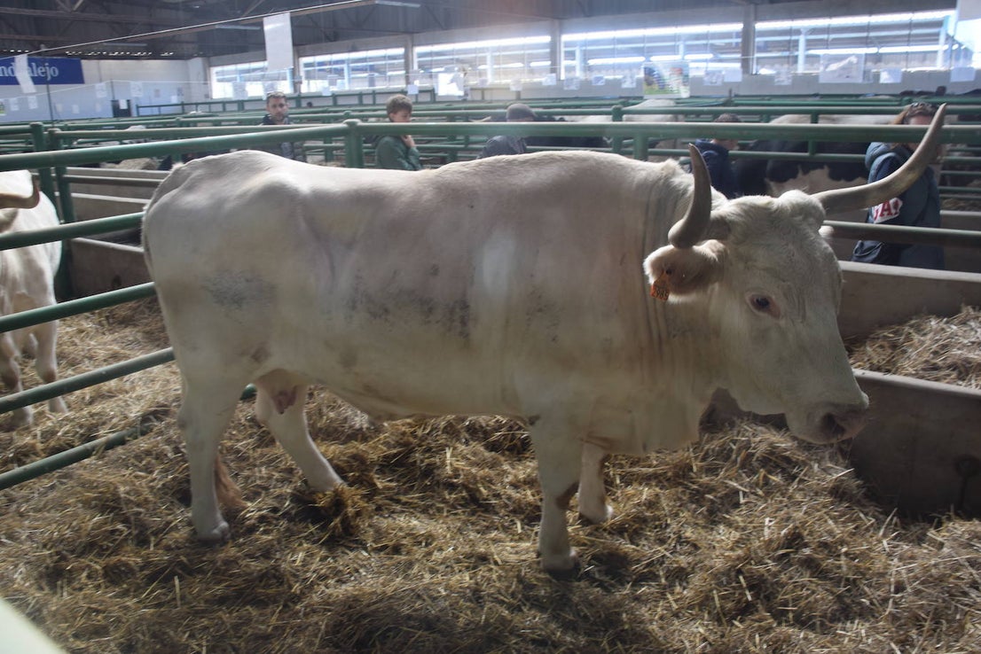 ¿Estuviste en la XXXIX edición de la Feria Agroganadera?