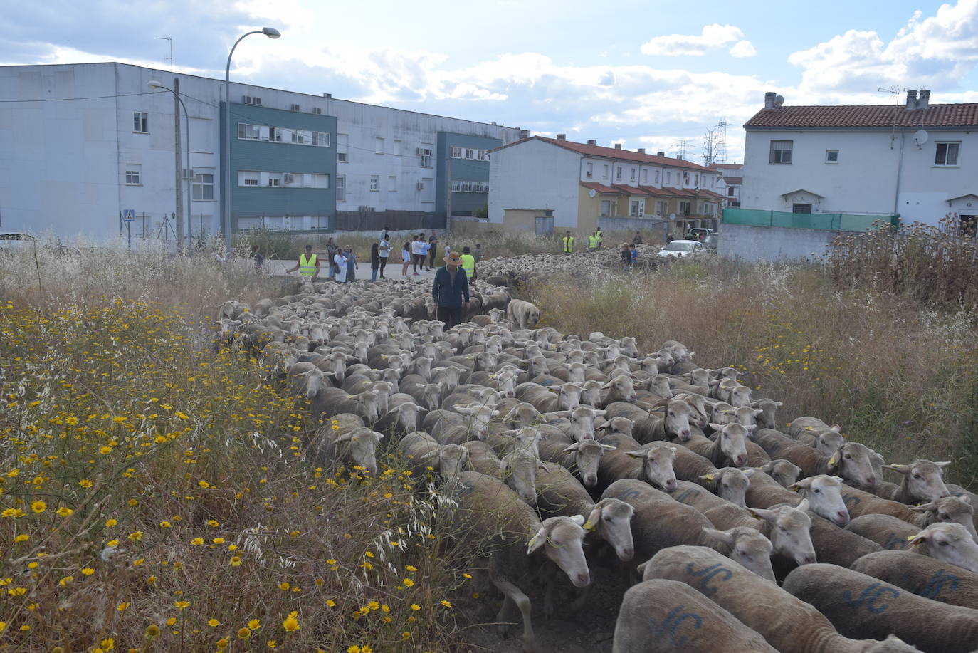 Imagen secundaria 2 - José Manuel Sánchez, con sus 1.550 ovejas, pasa por la ciudad camino de León
