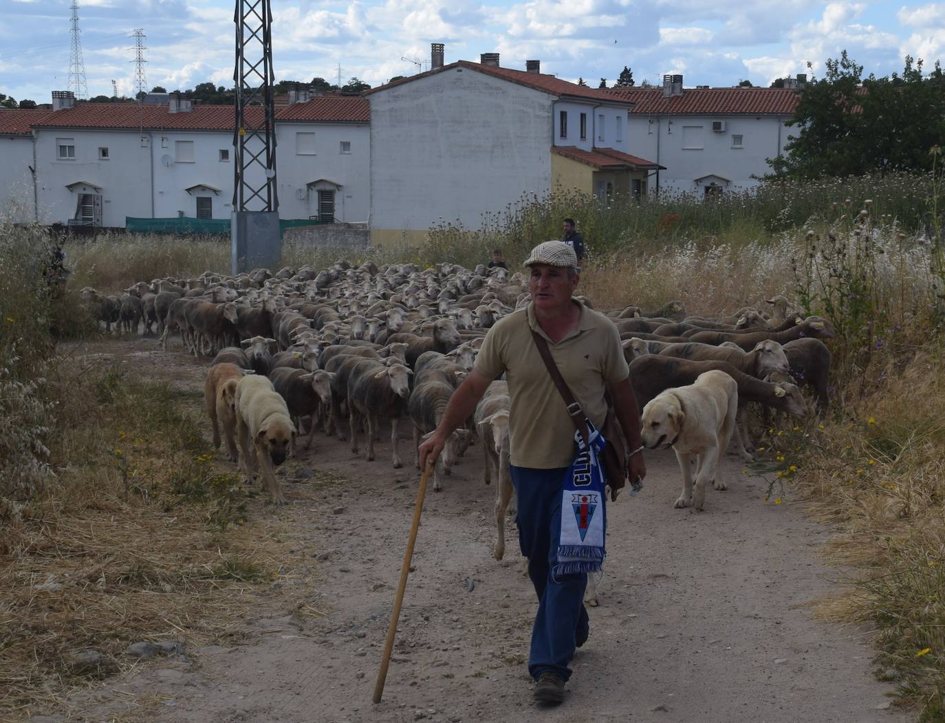 Imagen secundaria 2 - José Manuel Sánchez, con sus 1.550 ovejas, pasa por la ciudad camino de León