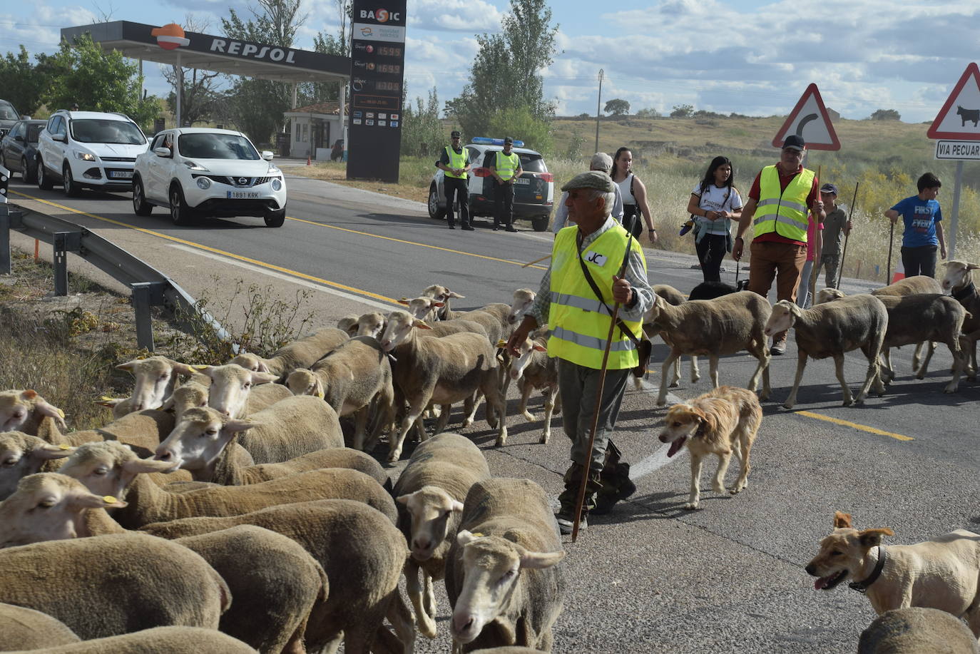 La trashumancia hace su parada en la ciudad trujillana