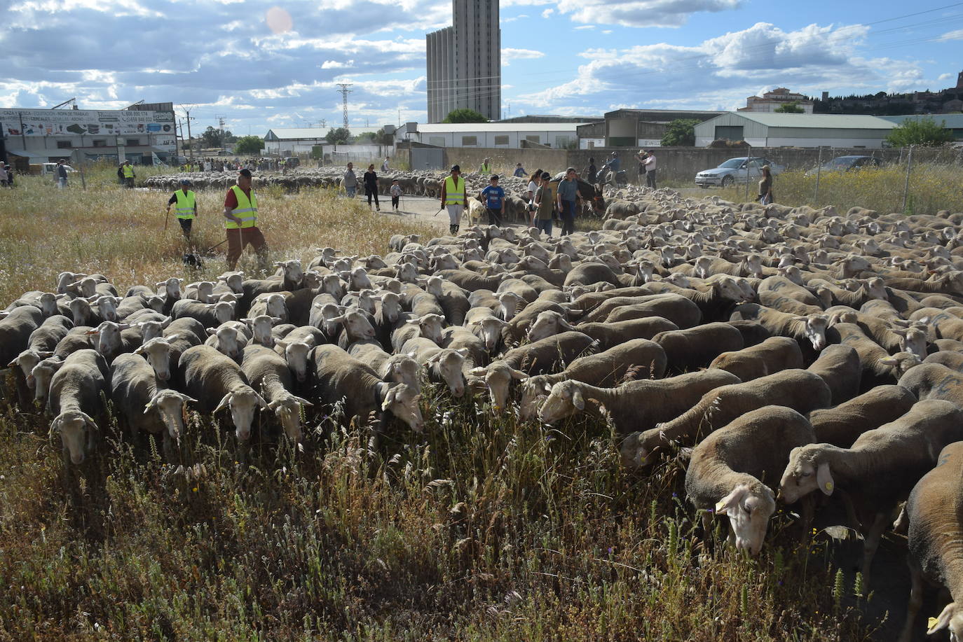 La trashumancia hace su parada en la ciudad trujillana